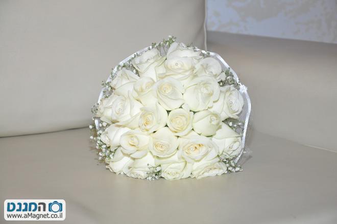 תמונה גדולה